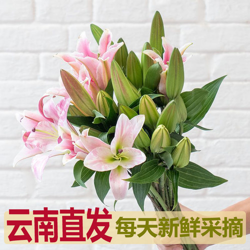云南香水百合鲜花速递