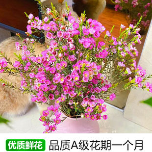 澳洲腊梅鲜花云南基地直发鲜切花水养室内插花年宵花卉高级超长