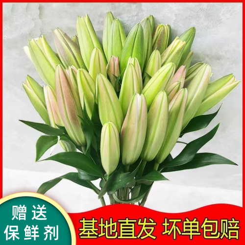 云南基地新鲜香水百合鲜花客厅家用居家办公室多头室内水养现摘