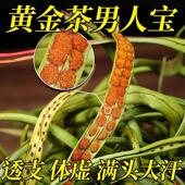 吉林长白山野生肾精草嗷嗷叫黄金草官方旗舰店化石草强经茶叶补