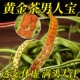 吉林长白山野生肾精草嗷嗷叫黄金草官方旗舰店化石草强经茶叶补