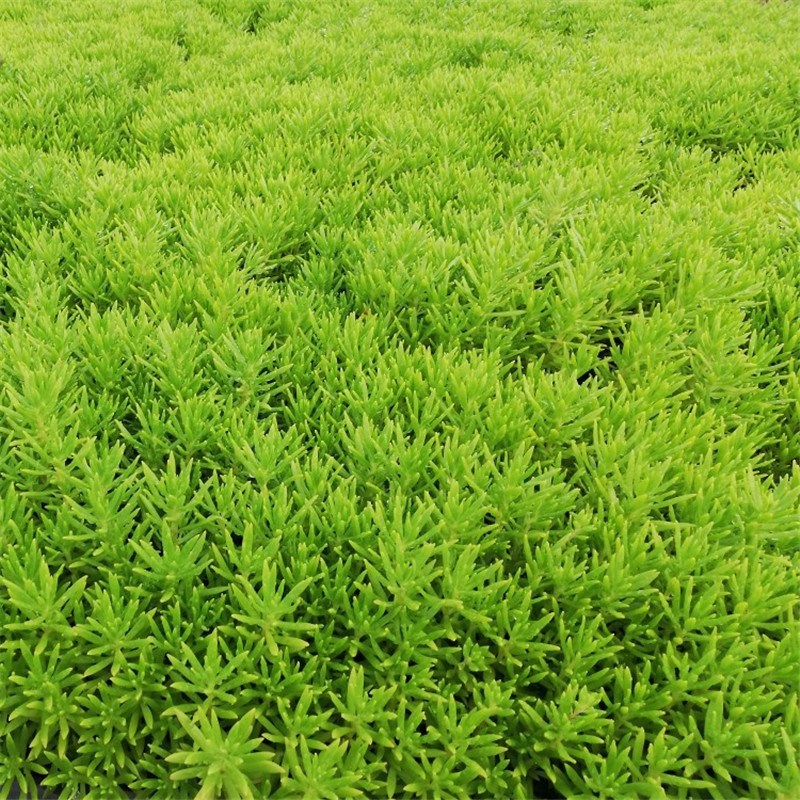 青叶佛甲草屋顶绿化庭院草坪耐寒耐寒K四季常绿金叶佛甲草苗