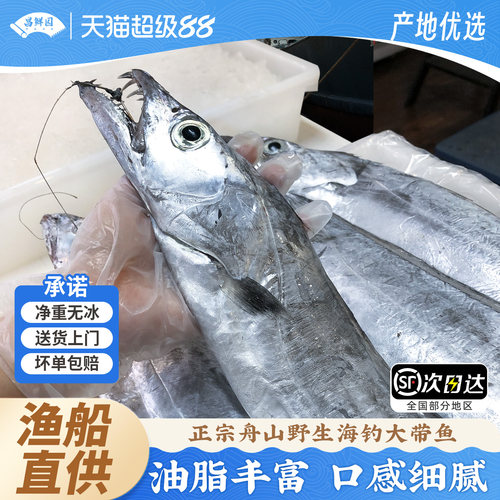昌鲜园舟山带鱼肉厚刺少1.3斤/条
