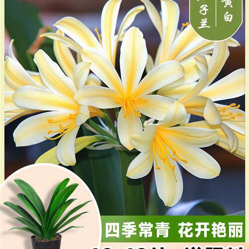 君子兰盆栽老苗带花苞四季好养花卉绿植物室内阳台圆头和尚大小苗