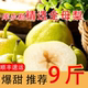 新疆库尔勒精选全母梨