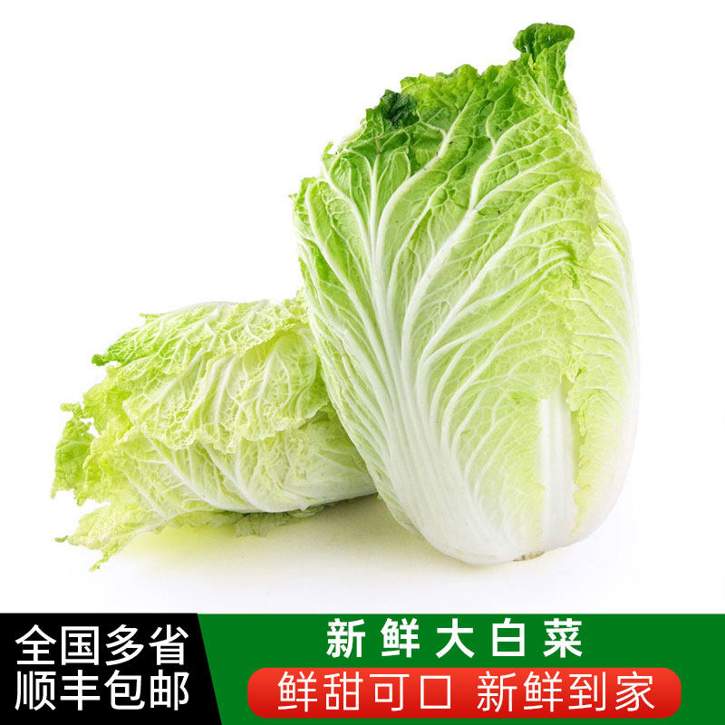 本地大白菜当季时令新鲜大白菜农家自种蔬菜包心菜整颗白菜