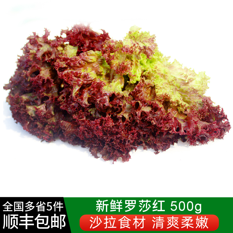 罗莎红500g新鲜蔬菜紫叶红叶罗沙