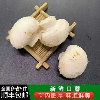 1斤口蘑口菇5件包邮新鲜蘑菇