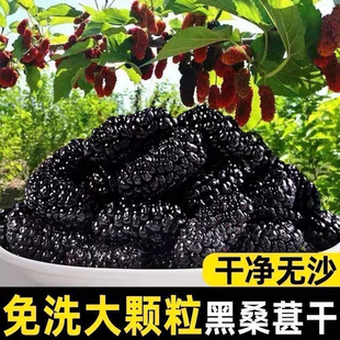 新疆野生特级大粒桑葚干黑桑葚干免洗无沙果干泡水泡茶酒孕妇即食