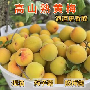 2026新鲜黄梅泡酒专用 现摘大果胭脂梅 诏安产地直发 坏果包赔