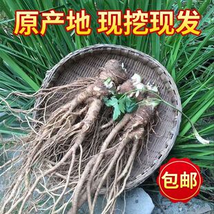 四川新鲜当归特产农家自种现摘应季甜当归昔归西归蔬菜高山种植