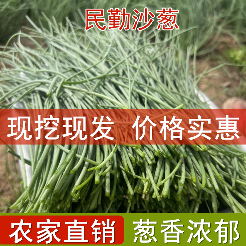 新鲜沙葱民勤特产野生蔬菜下饭菜胡葱野葱保温箱保鲜顺丰包邮