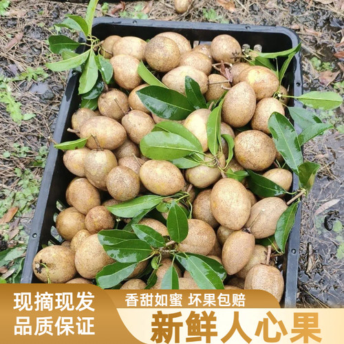 广西新鲜当季人心果大果孕妇稀有整箱现摘热带后熟水果新奇水果