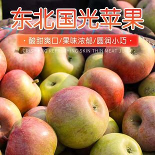 小国光苹果笨果新鲜水果正宗国光苹果瓦房店不打蜡不套袋 5斤包邮