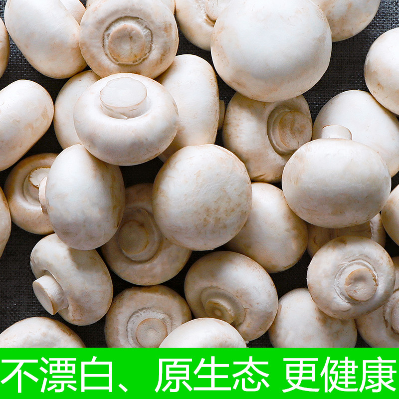 【顺丰】新鲜口蘑现摘双孢菇白蘑菇冷链产地直发时令蔬菜 - 实物图