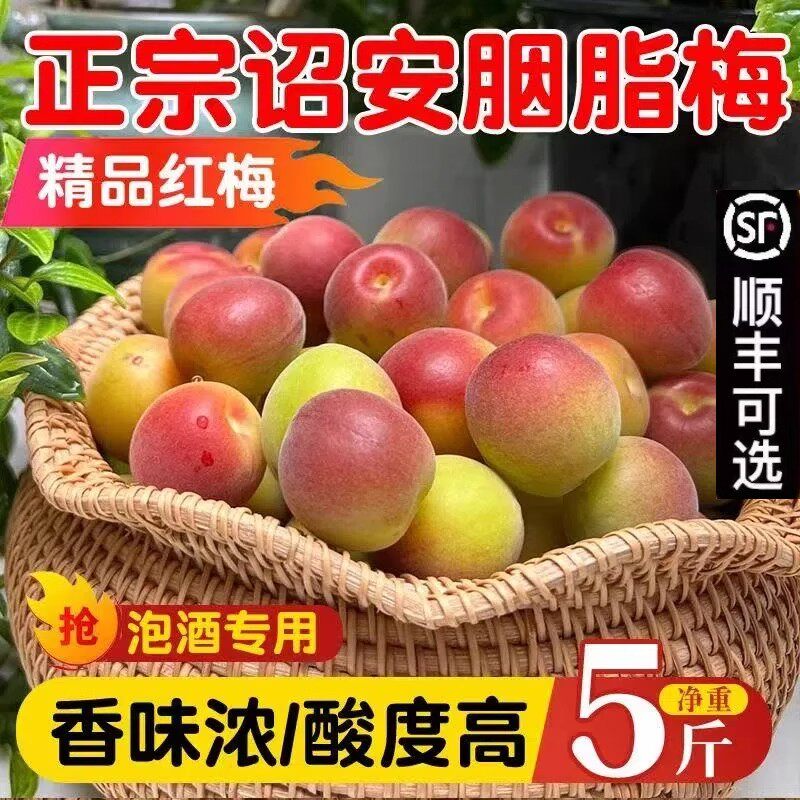 正宗诏安高山胭脂梅新鲜青梅鲜果黄梅青梅果泡酒梅子露酵素梅酸梅