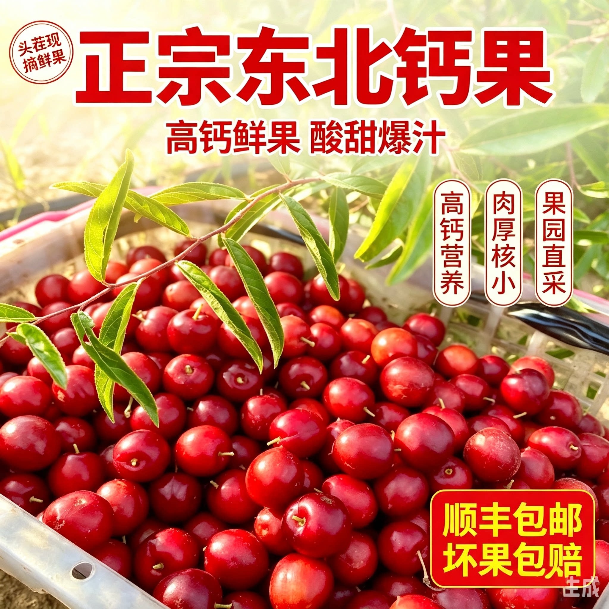 2026年东北特产欧李高钙果新鲜鲜果孕妇小孩老人营养丰富酸甜微涩