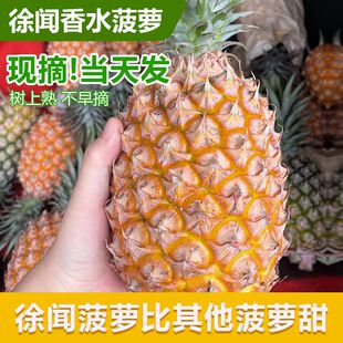 广东徐闻香水菠萝10斤现摘新鲜大果孕妇应季水果凤梨手撕整箱
