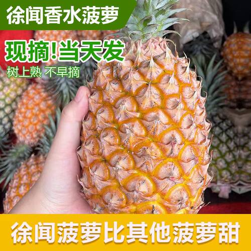 徐闻香水菠萝新鲜大果广东