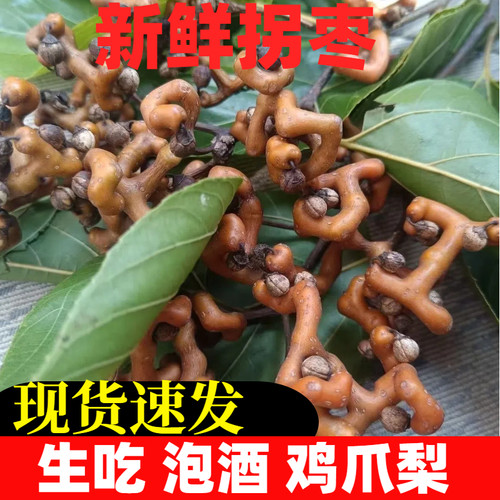 东北特产大枣新鲜现摘