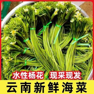 顺丰水性杨花云南特产海菜花泸沽湖丽江海菜云南野菜大理特产洱海