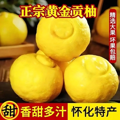 正宗湖南怀化新鲜纯甜黄金贡柚春香小柚子桔柚象山青新鲜应季水果