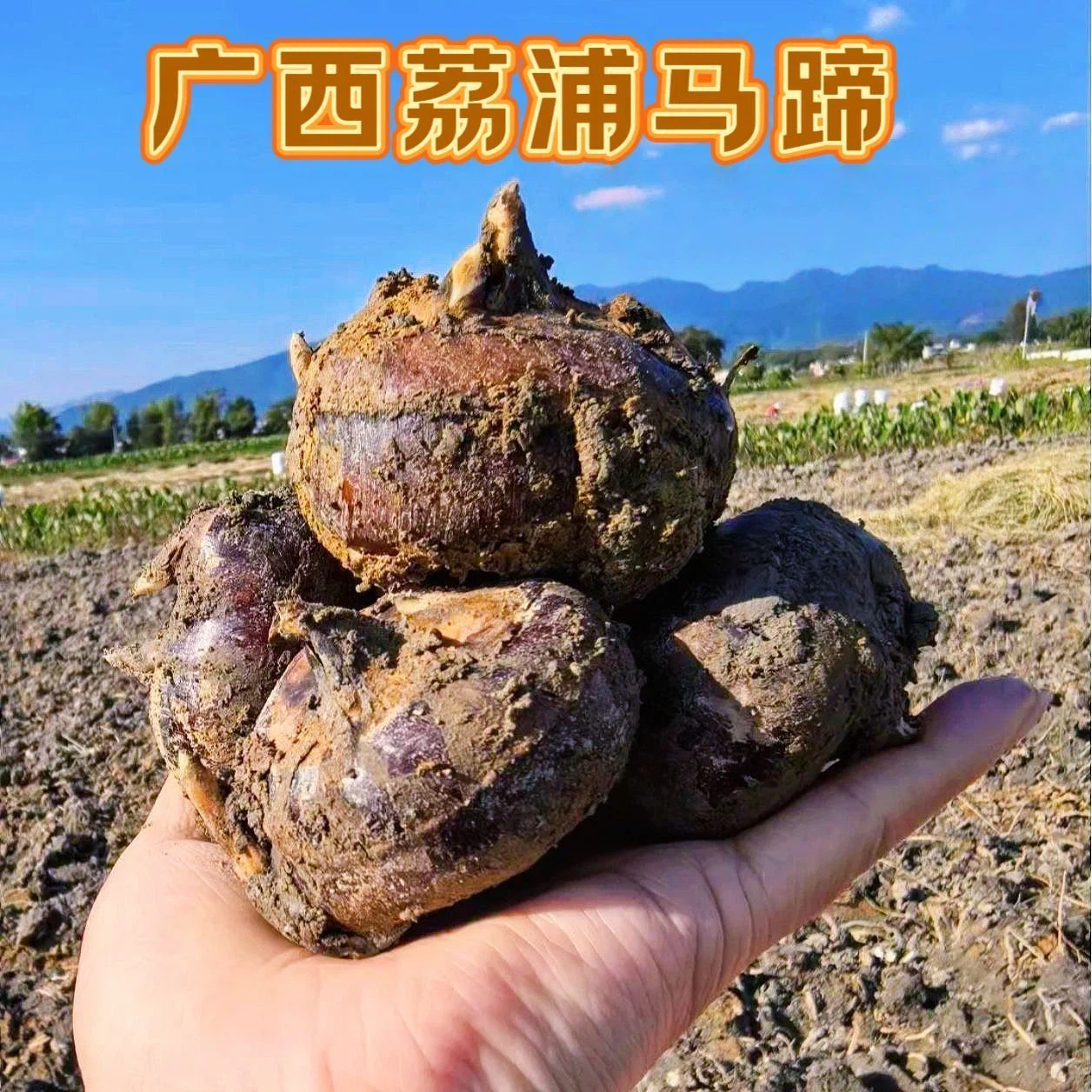 正宗广西荔浦马蹄甜脆荸荠新鲜地梨地栗红马蹄果时令水果蔬菜