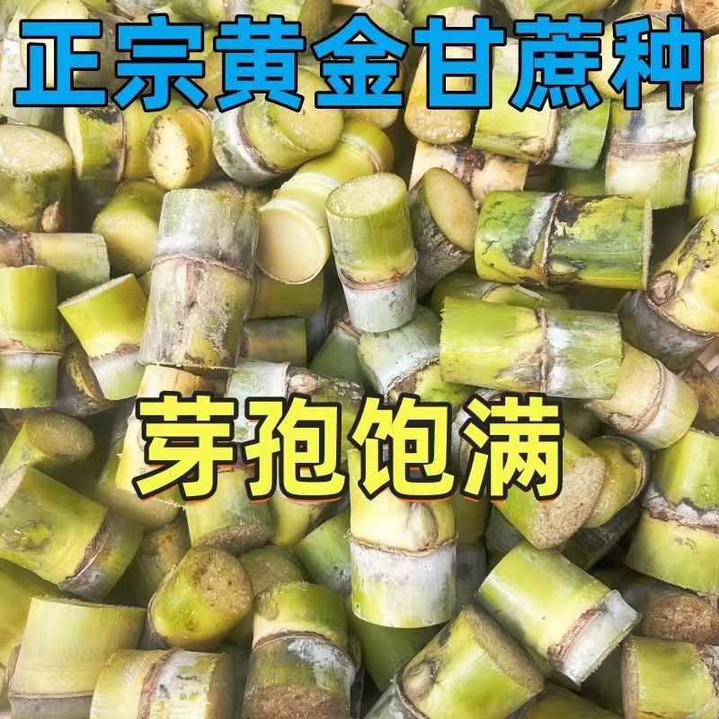 正宗广西黄金甘蔗新鲜种苗批发黄皮甘蔗种子黑皮水果脆甜多汁易种