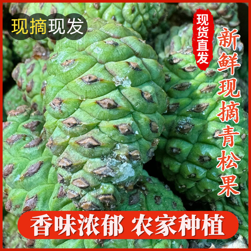 青松果新鲜松果松塔节日装饰原生态松果绿松塔青松果青松塔泡酒