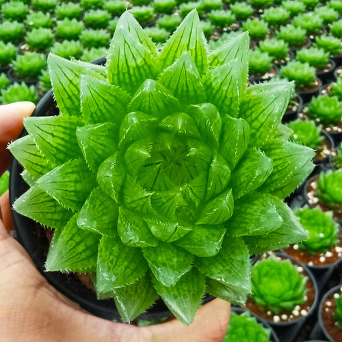 水晶多肉植物大素材模板 水晶多肉植物大图片下载 小麦优选