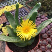 佛手掌托金多肉植物精品宝绿花舌叶兰室内净化空气仙人千佛手 包邮