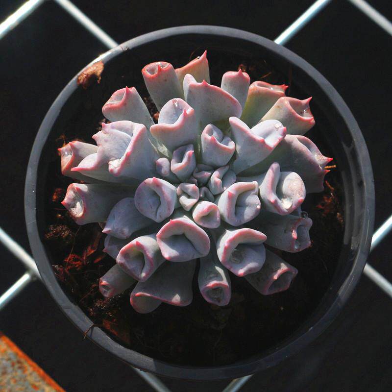 猪鼻子新品易群生办公桌多肉植物