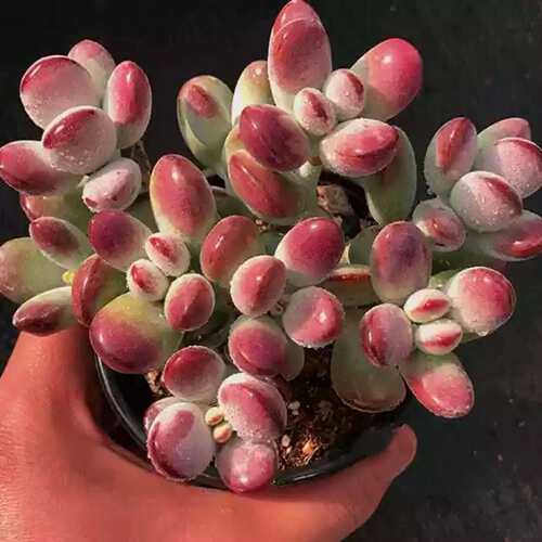 多肉植物乒乓福娘萌肉肉群生