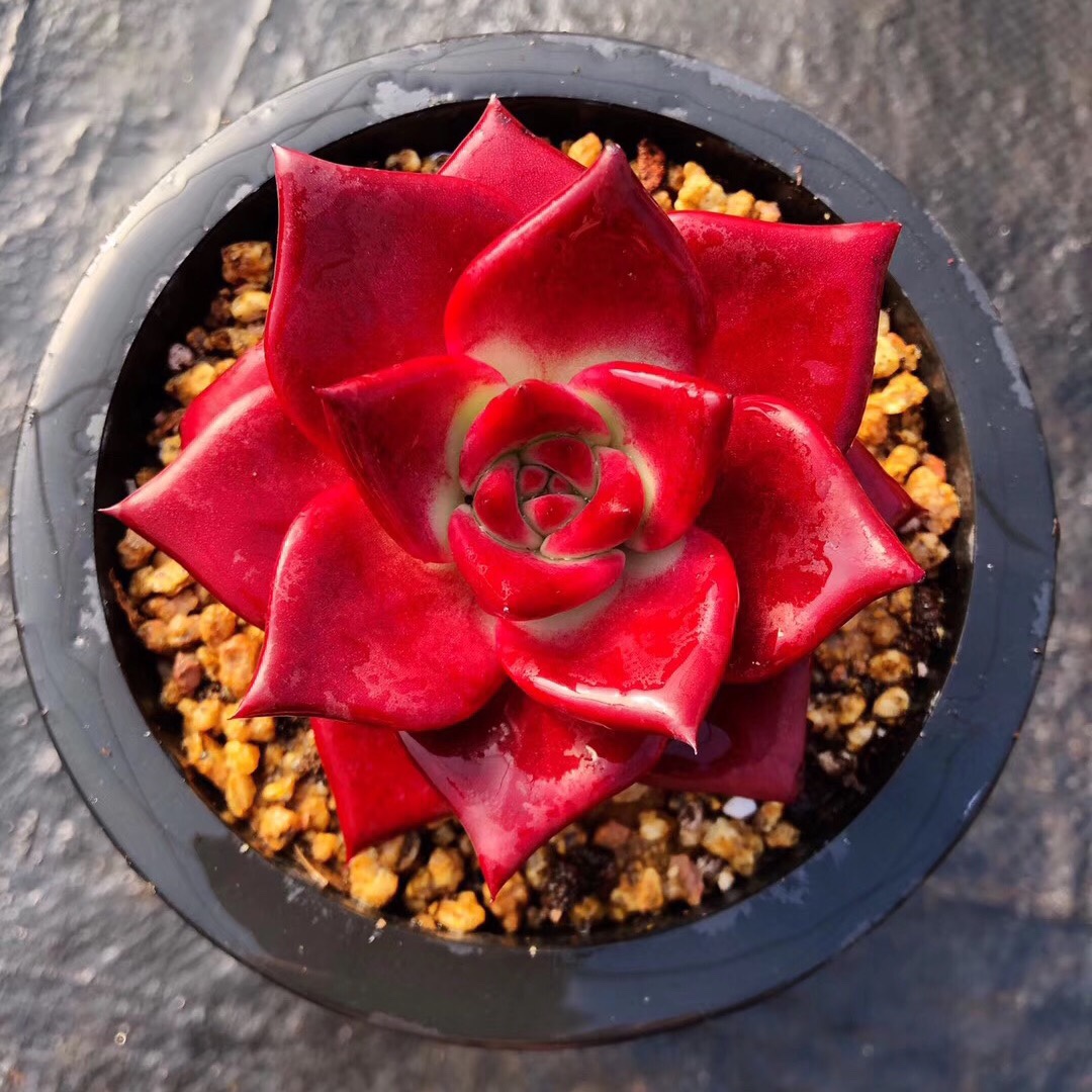 墨西哥红骑士红檀罗密欧多肉植物四季盆栽迷你绿植花卉肉肉植物