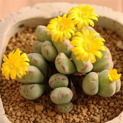 肉锥多肉番杏科口笛红嘴少将