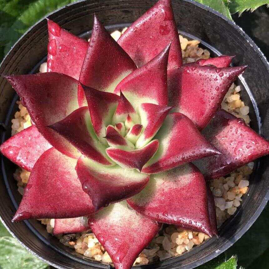 红檀绿野仙踪多肉植物冬季家庭