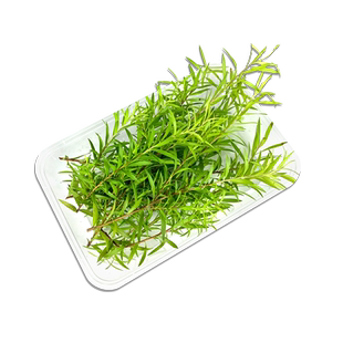 新鲜黄金柳条 酒店西餐日料烘焙柳芽花草摆盘装饰点缀多省包邮