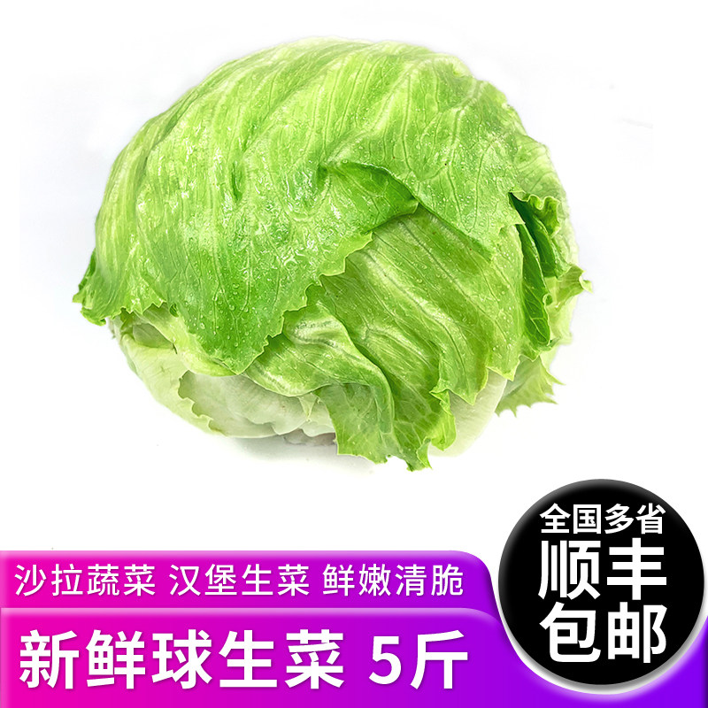 球生菜5斤 新鲜蔬菜汉堡三明治生菜球型圆生菜西生菜沙拉色拉食材