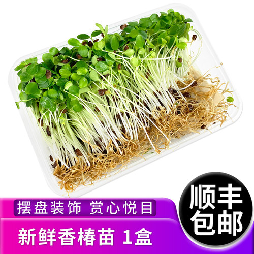 新鲜香椿苗80g/盒 芽苗菜香春苗西餐日料冷艺酒店摆盘装饰