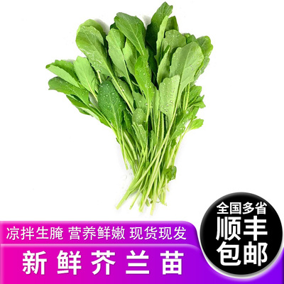 新鲜芥兰苗500g芥兰苗清炒凉拌潮汕火锅蔬菜