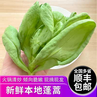 上海本地新鲜大叶茼蒿菜火锅清炒蓬蒿菜 现摘现发 新鲜蔬菜