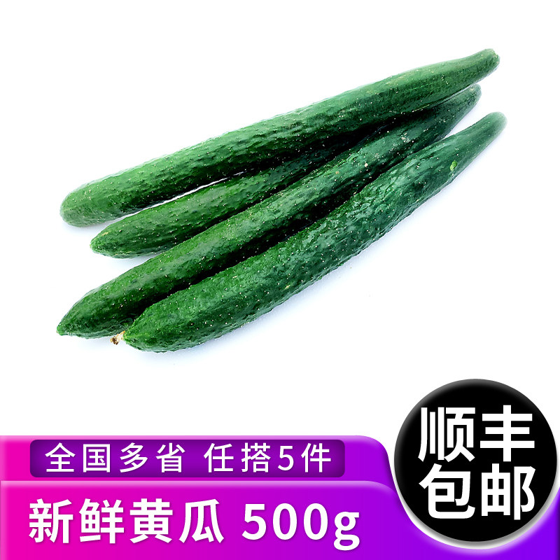 绿食者 新鲜黄瓜500g 带刺大黄瓜长黄瓜当季蔬菜 全国多省5件包邮