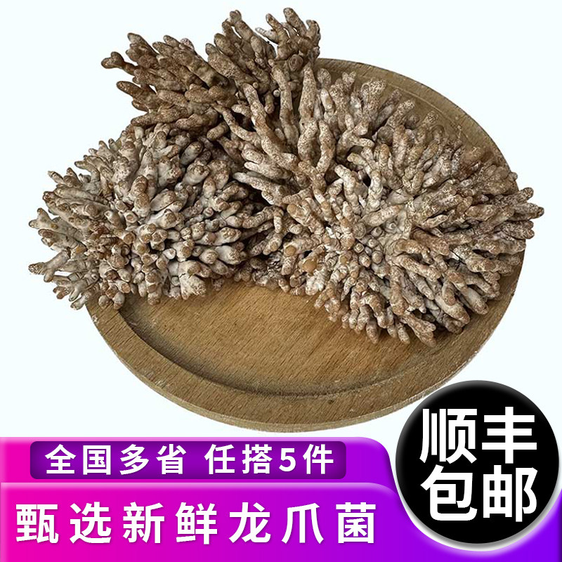 甄选新鲜龙爪菌 珊瑚菌 火锅食材 脆嫩爽口 全国多省5件顺丰包邮