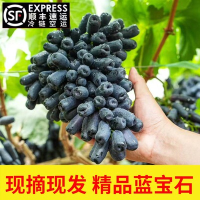 大凉山现摘甜蜜蓝宝石葡萄整串美人指金手指无籽黑提子葡萄5斤