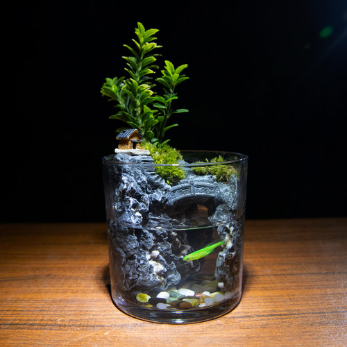 水云涧 中式黄杨玻璃缸桌面水陆景观盆景室内喜阴绿植成品景观