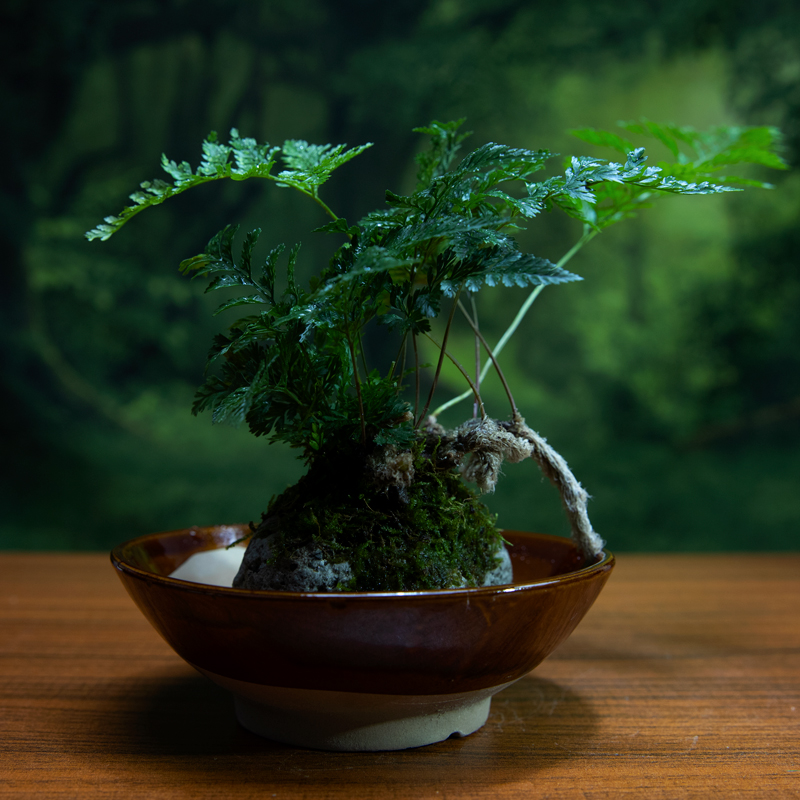 上水石绿植室内桌面盆景