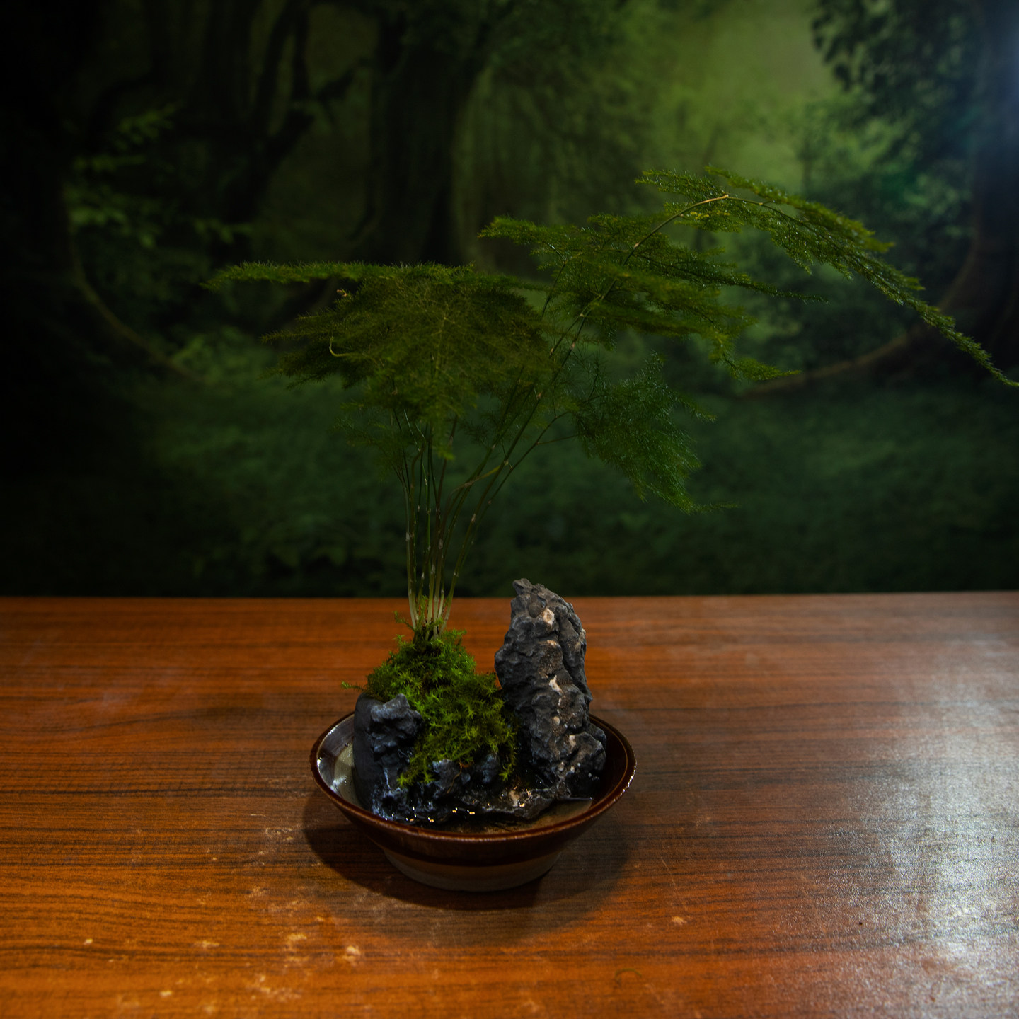 文竹盆景带景中式禅意茶台室内桌面绿植景观盆栽喜阴喜水易养,鲜花速递/花卉仿真/绿植园艺,绿植,淘宝优惠券,粉丝福利购,淘宝优惠卷