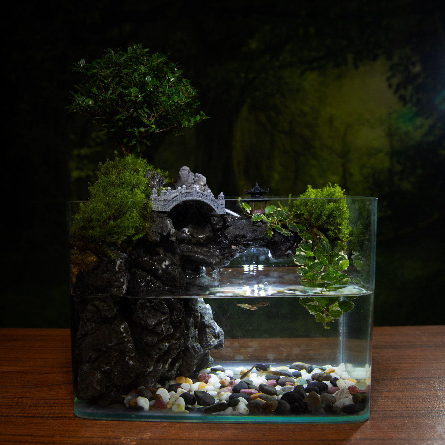 赤楠山水缸真绿植室内桌面生态水陆景观植物造景带流水过滤福建茶,鲜花速递/花卉仿真/绿植园艺,大型绿植/成品组合盆栽,淘宝优惠券,粉丝福利购,淘宝优惠卷