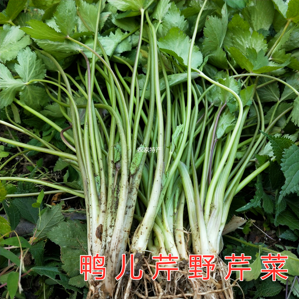 深山大叶芹新鲜蔬菜鸭儿芹野芹菜鸭脚板三叶芹野蜀葵鸭芹菜山芹菜