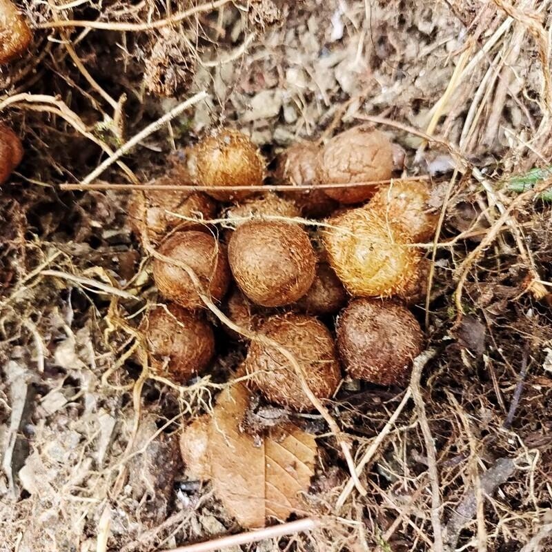贵州肾蕨果凤凰蛋 中药材蕨薯 圆羊齿蛇蛋参石窝蛋新鲜现挖马骝蛋